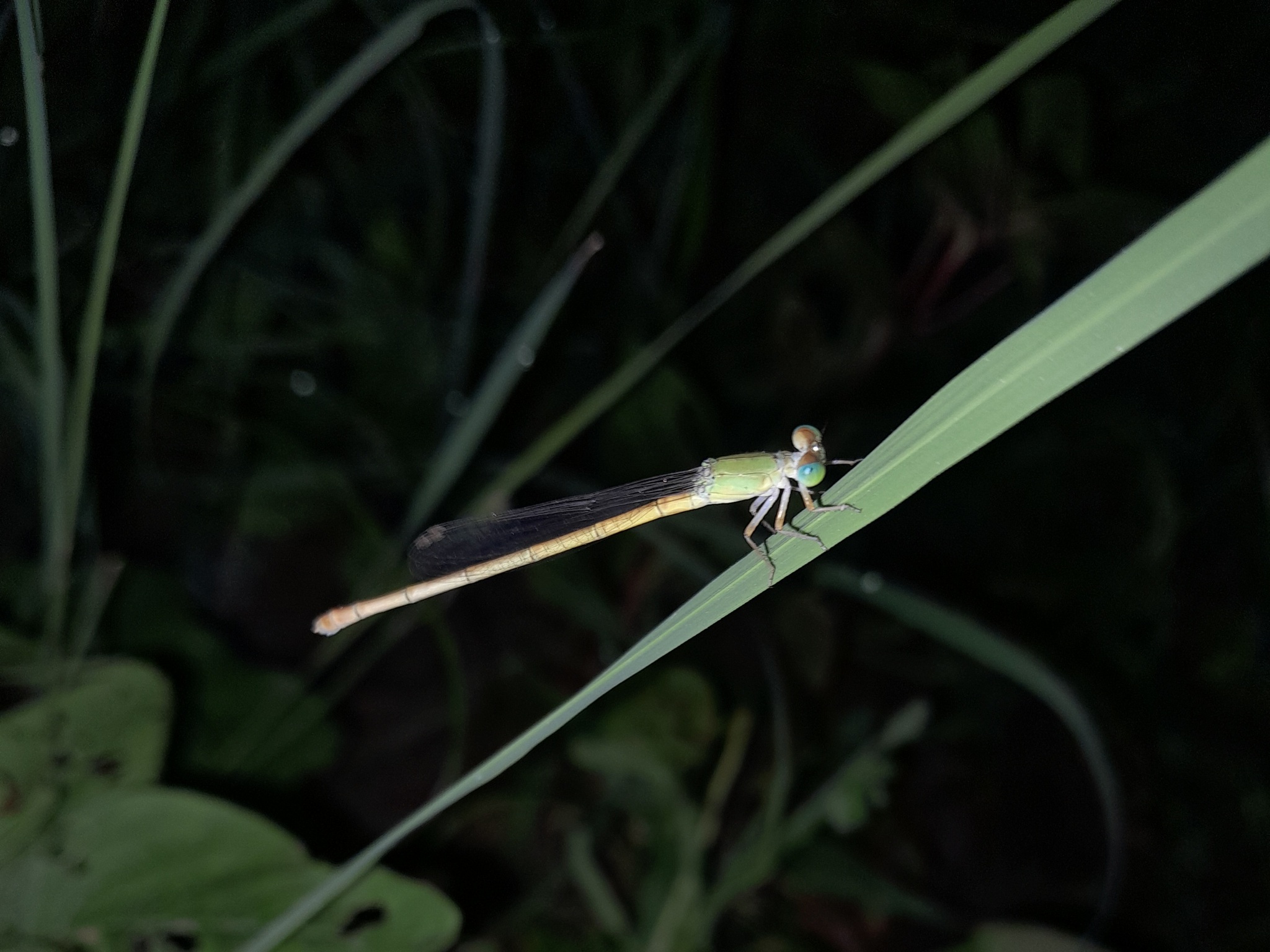 Coromandel Marsh Dart