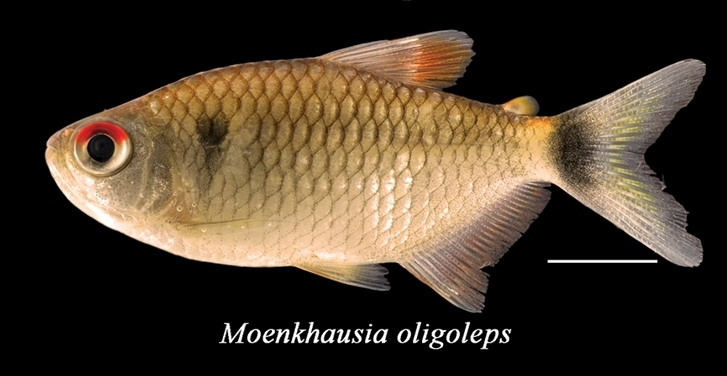 Tétra à grandes écailles (Bario oligolepis)