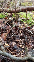 Clavariadelphus ligula