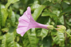 Ipomoea setifera