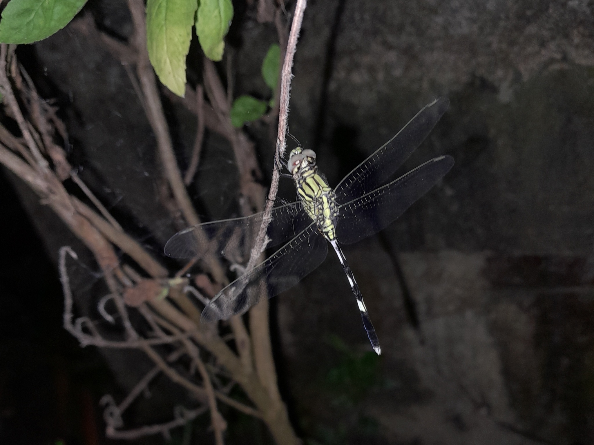 Slender Skimmer