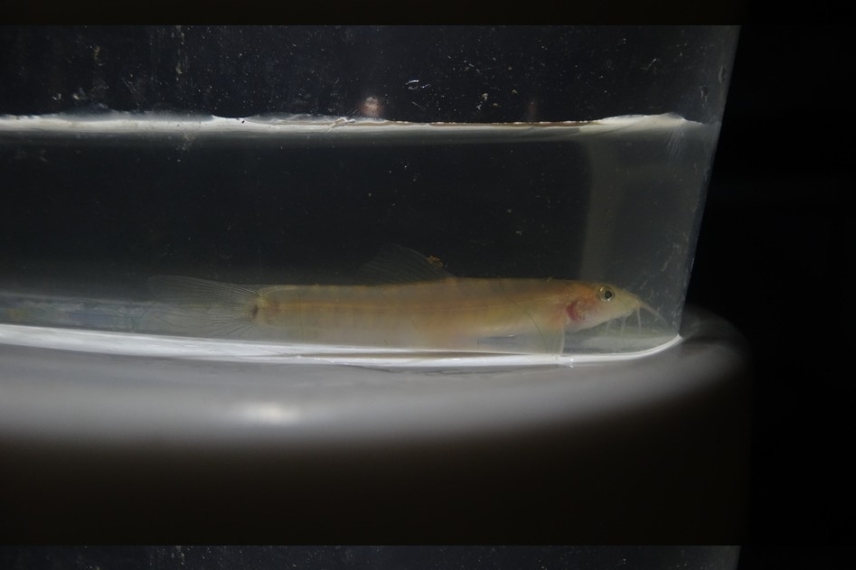 Nemacheilus chrysolaimos (Nemacheilus chrysolaimos)