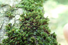 Orthotrichum ohioense