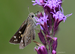 Hesperia attalus slossonae