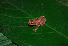 Craugastor lauraster