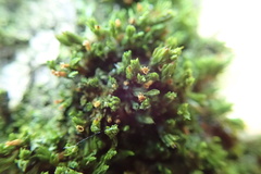 Orthotrichum ohioense