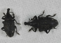 Lepyrus capucinus