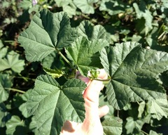 Malva nicaeensis