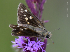 Hesperia attalus slossonae