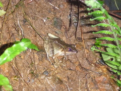 Lithobates maculatus
