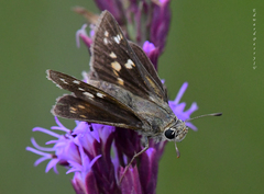 Hesperia attalus slossonae