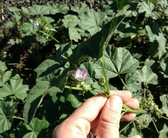 Malva nicaeensis