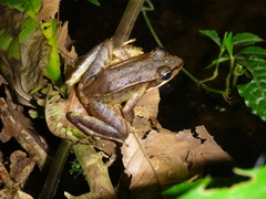 Lithobates maculatus