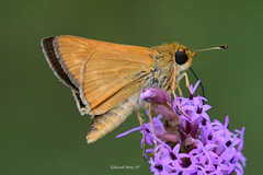 Hesperia meskei straton