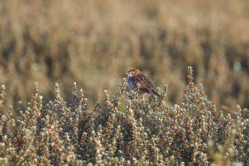 Aberdare Cisticola (Cisticola aberdare)