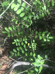 Styphnolobium affine