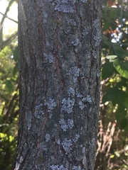 Styphnolobium affine