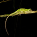 Pug-nosed Anole - Photo (c) Josiah Townsend, some rights reserved (CC BY-NC-ND), uploaded by Josiah Townsend