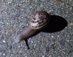 Helminthoglypta sequoicola