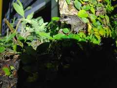 Craugastor raniformis