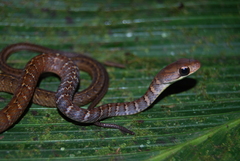 Dendrophidion percarinatum