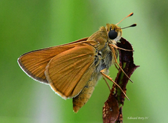 Hesperia meskei straton