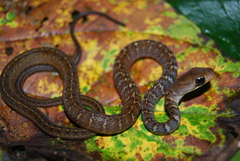 Dendrophidion percarinatum