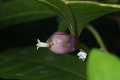 Palicourea apoda