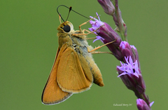 Hesperia meskei straton