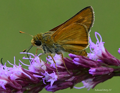 Hesperia meskei straton