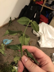 Euonymus fortunei