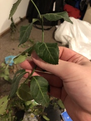 Euonymus fortunei