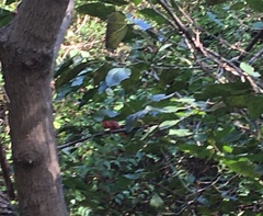 Cardinalis cardinalis
