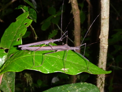 Pseudophasma unicolor