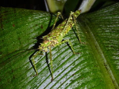 Championica montana