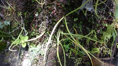 Pinguicula heterophylla