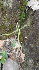 Pinguicula heterophylla