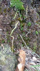 Pinguicula heterophylla