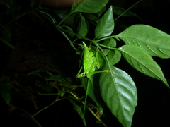 Copiphora rhinoceros