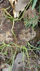 Pinguicula heterophylla