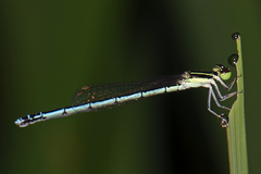 Agriocnemis lacteola