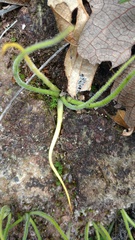 Pinguicula heterophylla