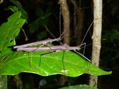 Pseudophasma unicolor