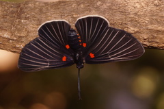 Melanis cephise
