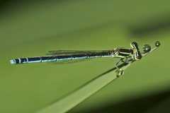 Agriocnemis lacteola