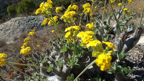 Pachypodium densiflorum