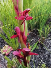 Disa ophrydea