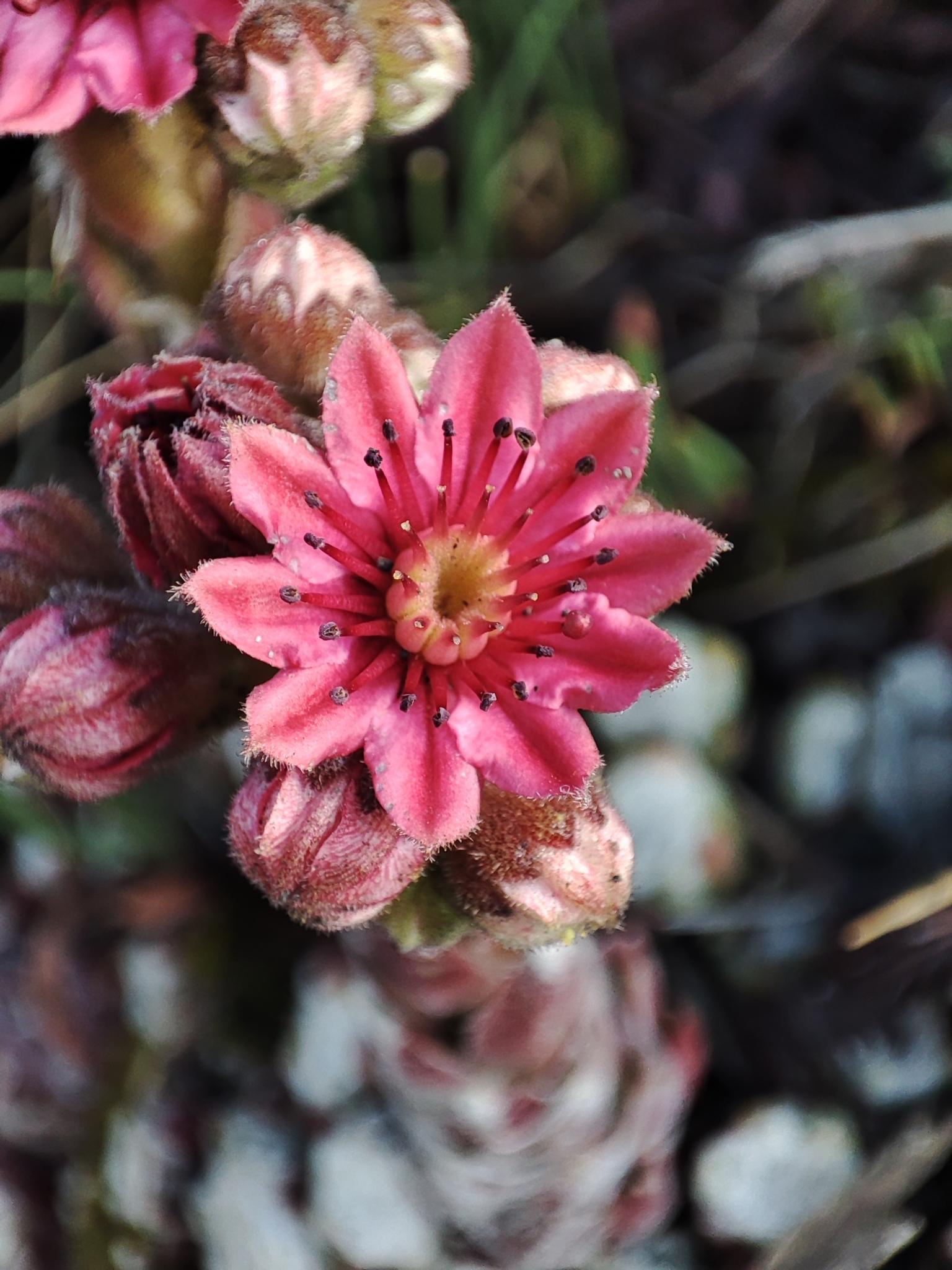 Sempervivum 'Candy Floss' 3