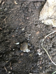 Gastropoda