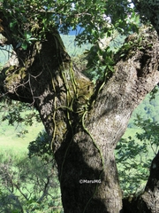 Aporocactus flagelliformis